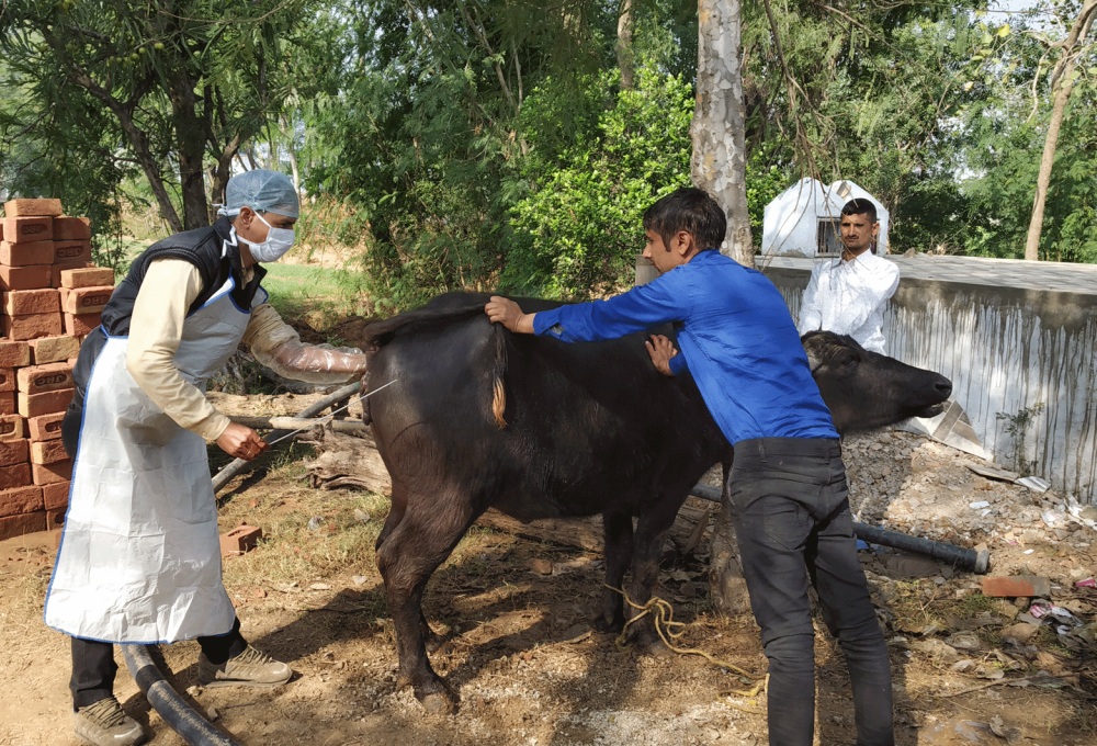 Artificial Insemination - Sakhi Mahila Milk Producer Company Ltd – Alwar,  Rajasthan